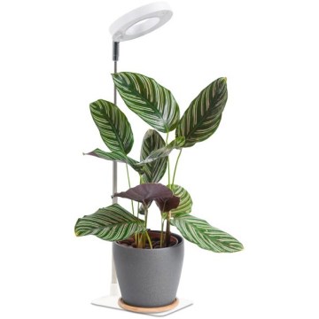 LED reguliuojamas stalinis šviestuvas augalų auginimui VERDI LED/5W/5V 1300K CRI 95 baltas