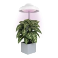 LED vidaus lempa augalų auginimui GROW LED/5W/5V