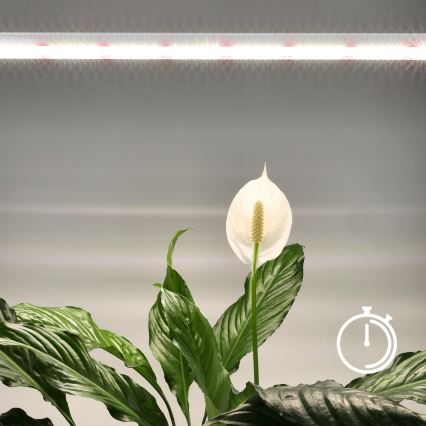 LED virtuvės šviestuvas, kabinamas po spintele augalams auginti GROWLY LED/15W/230W