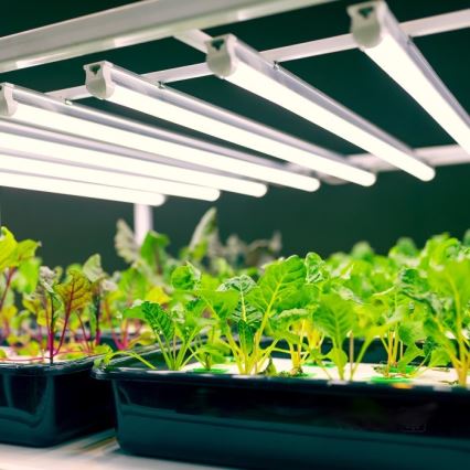 LED virtuvės šviestuvas, kabinamas po spintele augalams auginti GROWLY LED/9W/230V balta