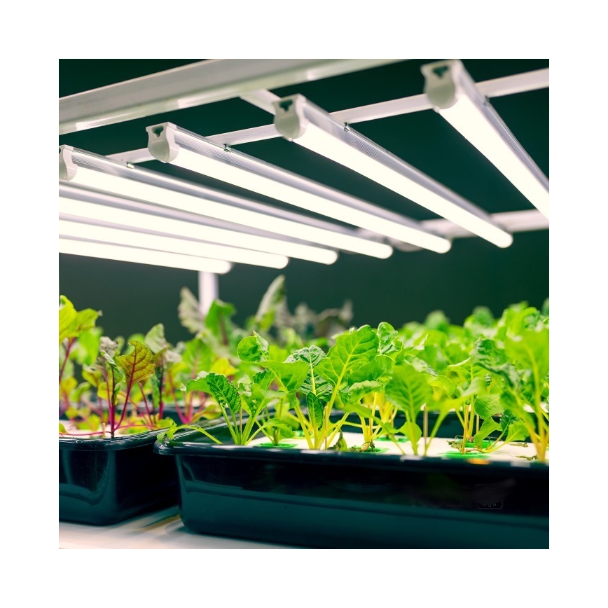 LED virtuvės šviestuvas, kabinamas po spintele augalams auginti GROWLY LED/9W/230V balta
