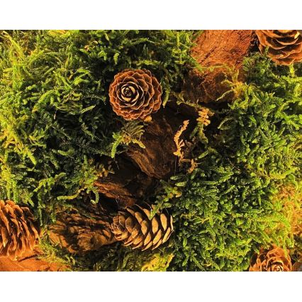 Li-Go 23654 - LED reguliuojama stalinė dekoracija LED/12W/230V 20x22 cm riešutas/samanų natiurmortas