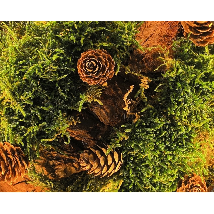 Li-Go 23654 - LED reguliuojama stalinė dekoracija LED/12W/230V 20x22 cm riešutas/samanų natiurmortas