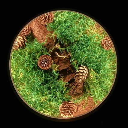 Li-Go 23654 - dimeriuojama LED stalo dekoracija LED/12W/230V 20x22 cm riešutas/samanų dekoras