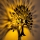 Sieninis šviestuvas HEART TREE 1xE27/40W/230V juodas