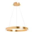 Zuma Line - LED liustra ant troselio LED/40W/230V skersm. 50 cm auksinė